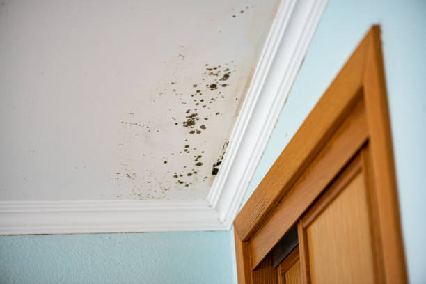 Best Attic Mold Removal  in Mingo Junction, OH