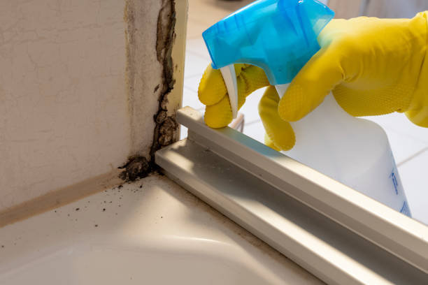 Best Mold Removal and Inspection  in Mingo Junction, OH