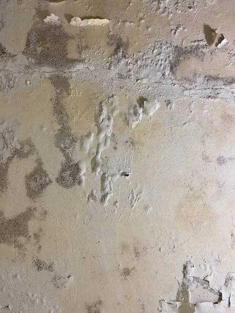 Best Mold Damage Repair  in Mingo Junction, OH