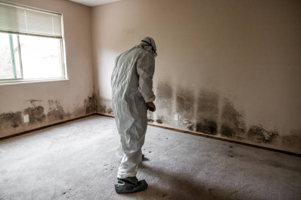 Mold Removal and Inspection in Mingo Junction, OH